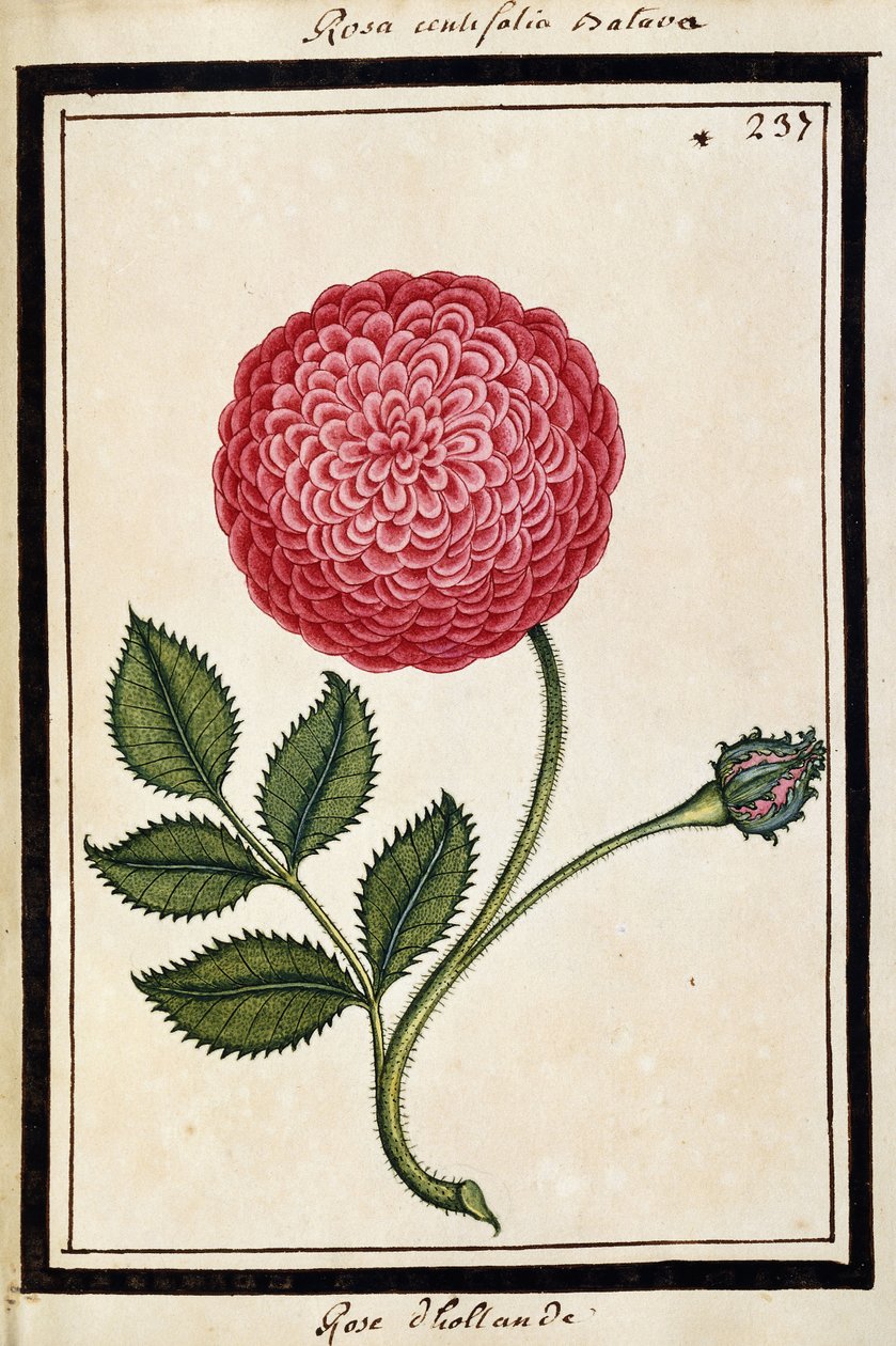 Rosa Holandesa, c.1700 de French School