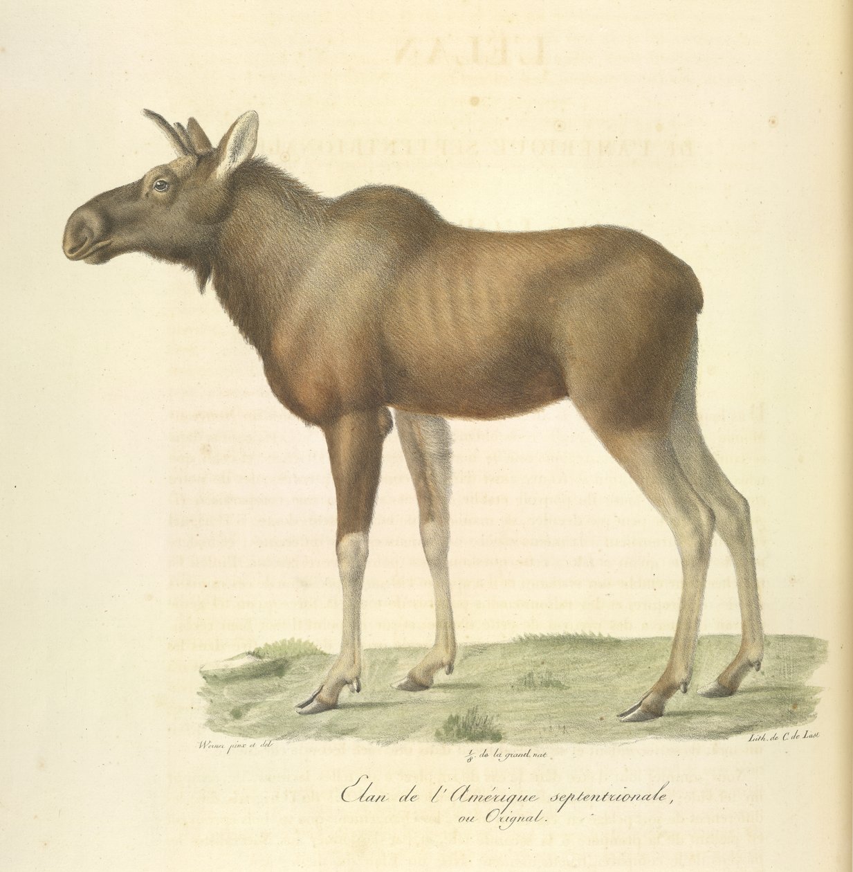 Alce de América del Norte, de Historia natural de los mamíferos (litografia en color) de French School