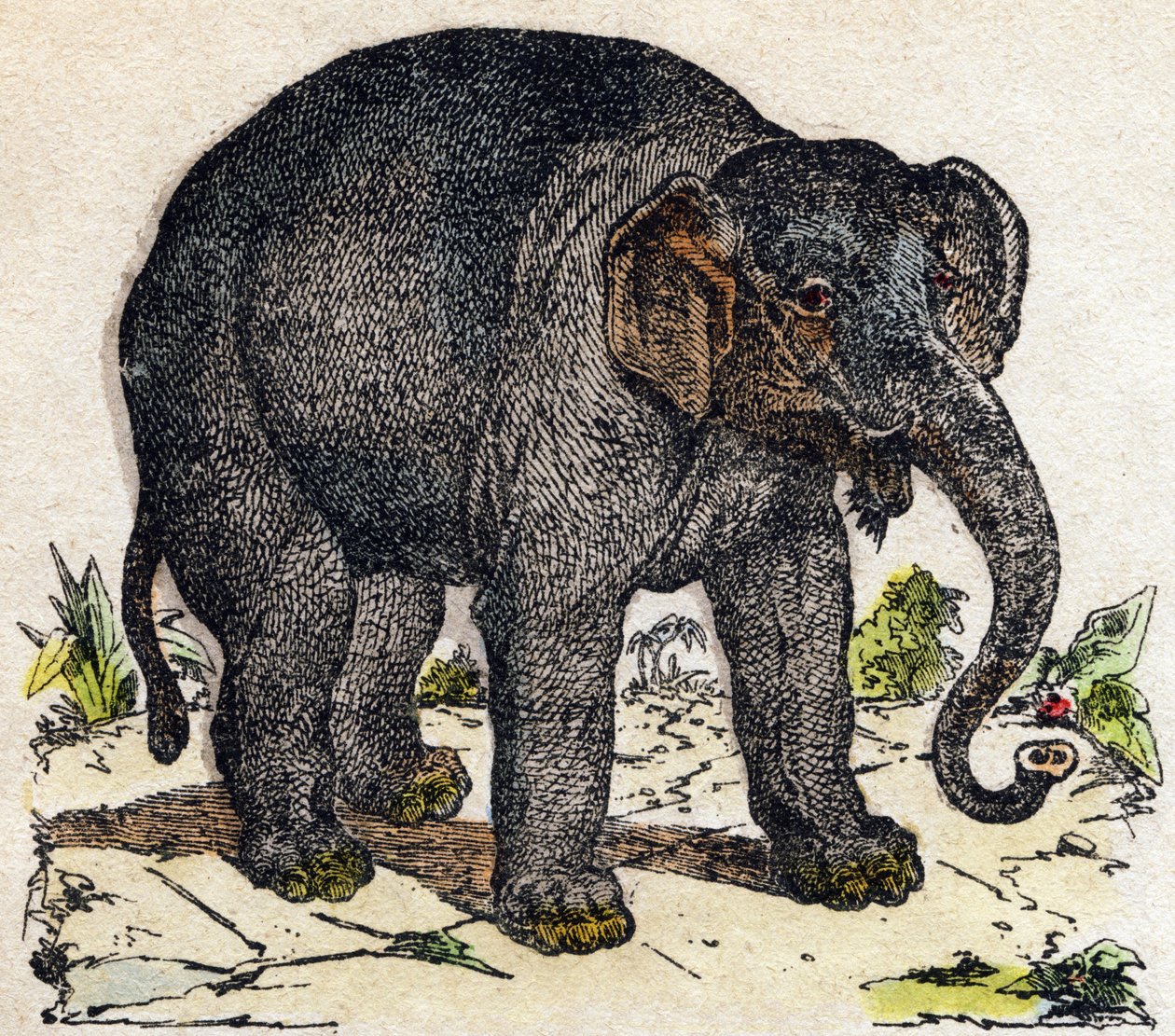 Elefante. Grabado en "Alfabeto de los animales salvajes". 9ª Serie. Imágenes de Epinal, Pellerin, impresor-editor, circa 1870. Grabados en madera, estarcidos. 16 páginas. Colección privada de French School