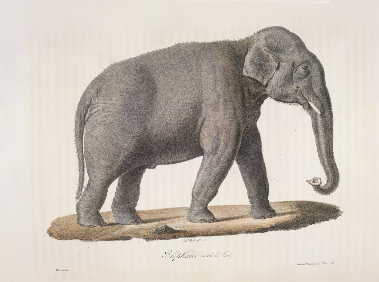 Elefante asiático, de Historia natural de los mamíferos (litografia en color) de French School