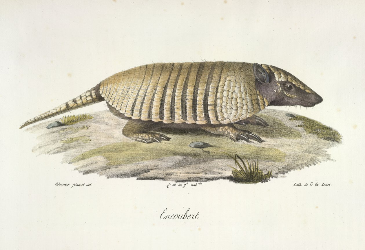 Encoubert, Armadillo, de Historia natural de los mamíferos (litografia en color) de French School