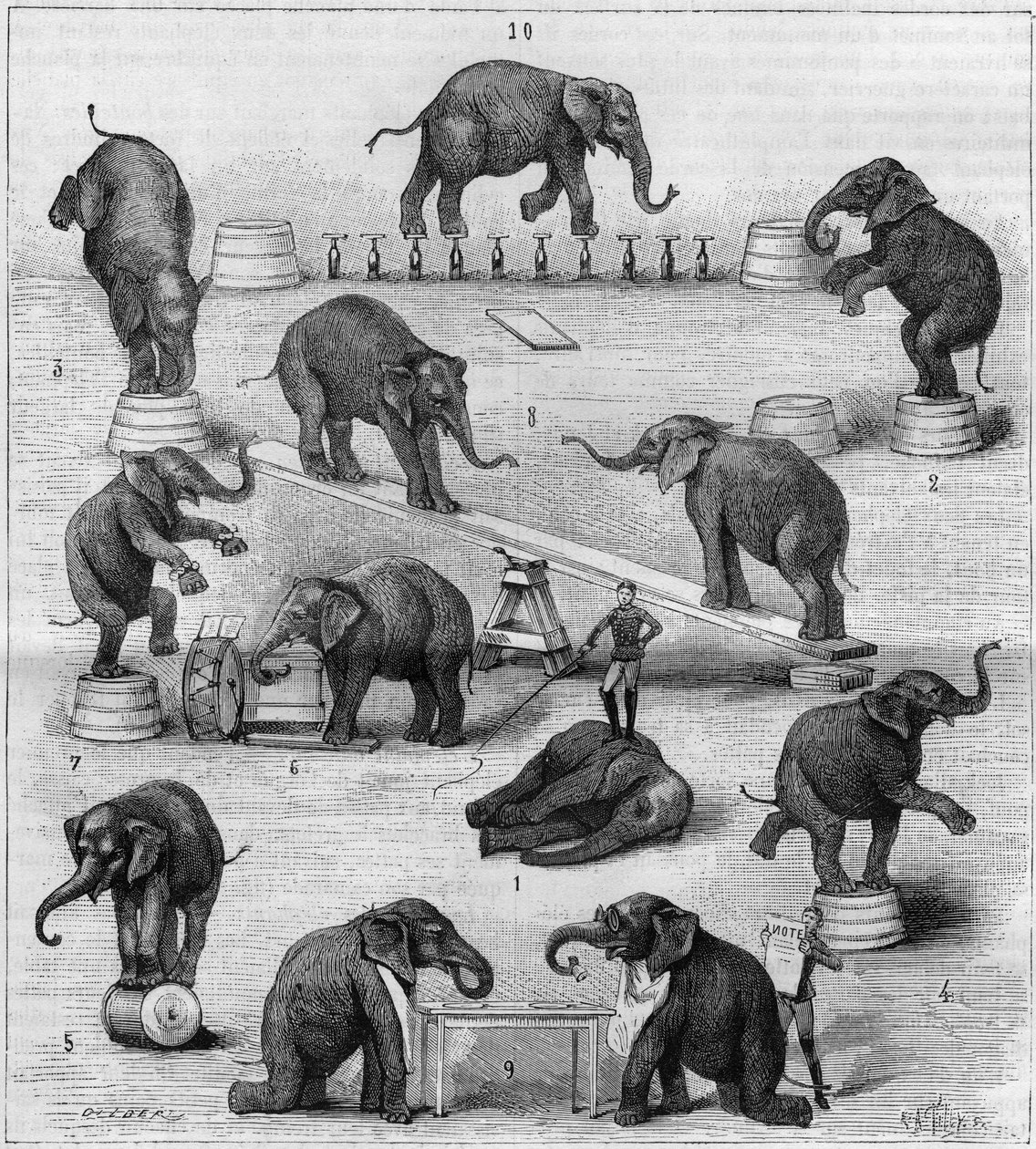 Ejercicios realizados por elefantes en el hipódromo de París. Grabado en "La Nature. Revue des sciences et de ses aplicaciones aux arts et a l