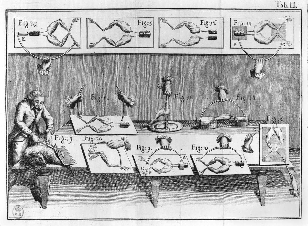 Experimento con ranas, ilustración de De viribus electricitatis in motu muscumari de French School