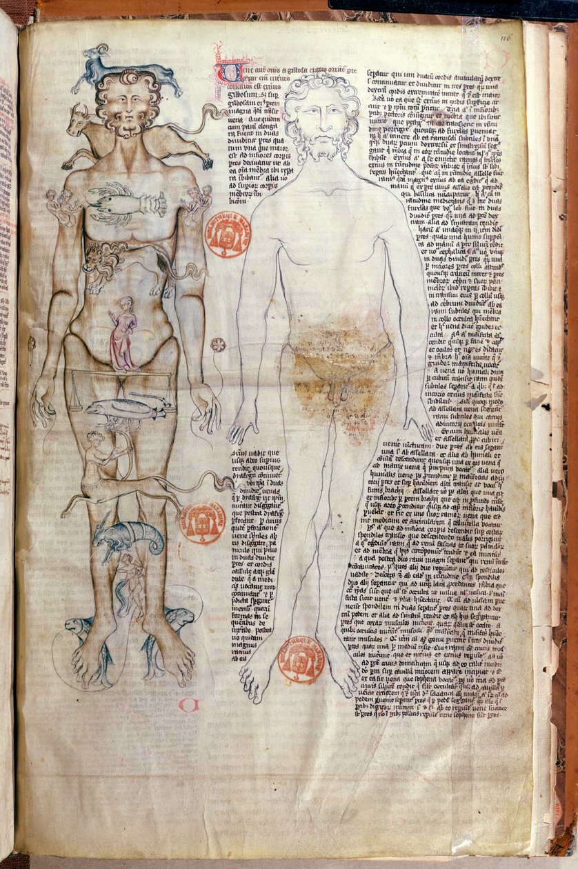 F.116v La relación entre el cuerpo humano y los signos del zodiaco, de un tratado médico de Abul Qasim Khalaf ibn al-Abbas al-Zahrawi (Abulcasis) (936-1013) traducido por Gerard de Cremone de French School