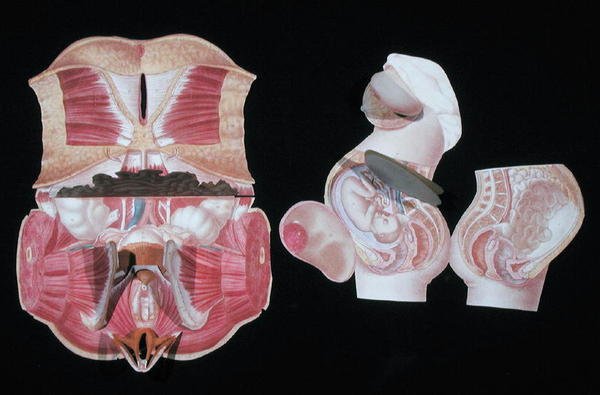 Figura anatómica femenina, de 