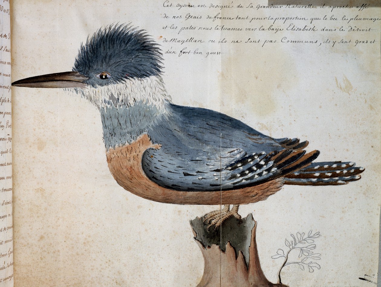 Hembra de Martín pescador anillado (Megaceryle torquata), Bahía Elizabeth, Estrecho de Magallanes, acuarela del Viaje del Sr. De Beauchesne, capitán de la Compagnie royale de la Mer du Sud, de 1698 a 1701, Francia de French School