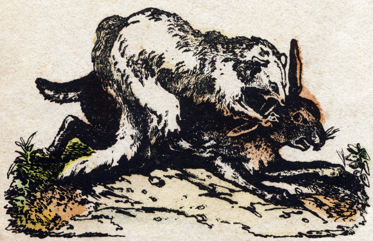 Hurón. Grabado en "Alfabeto de animales salvajes". 9ª Serie. Imágenes de Epinal, Pellerin, impresor-editor, circa 1870. Grabados en madera, estarcidos. 16 páginas. Dim: 20 x 15 cm. Colección privada de French School