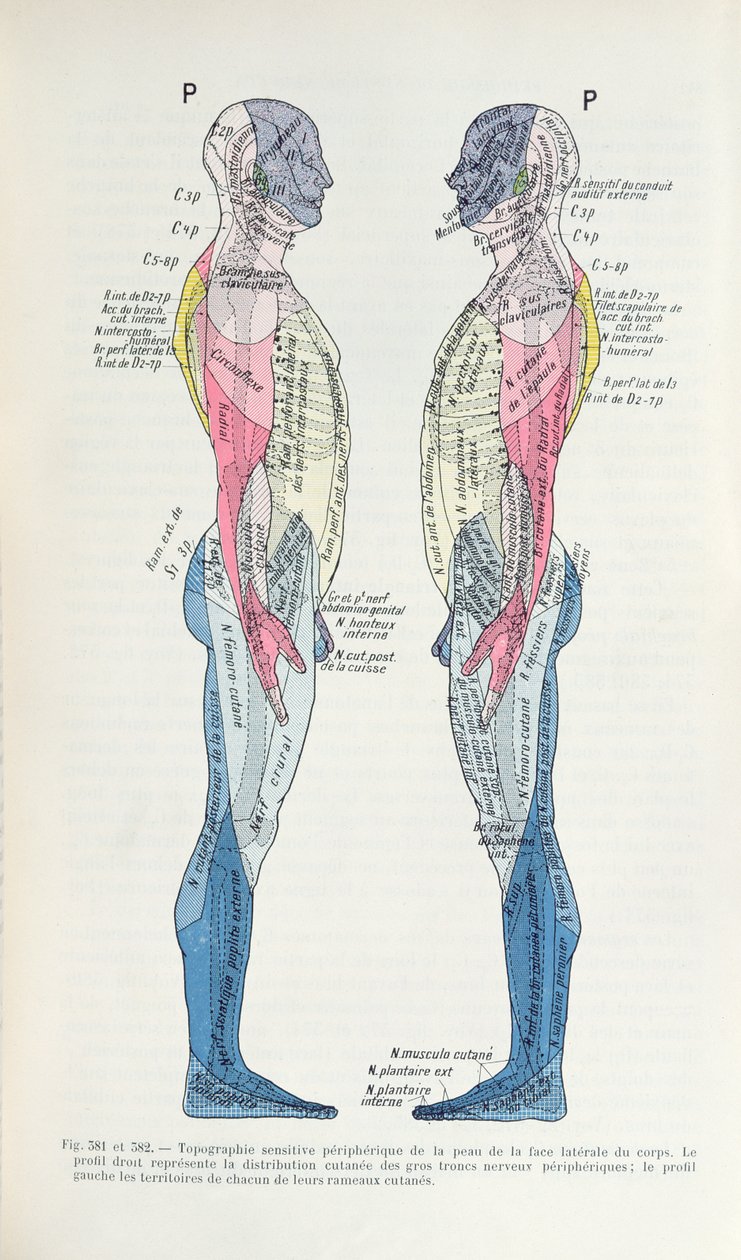 El sistema nervioso, de Semiologie des Affections du System Nerveux por J. Dejerine, 1914 de French School