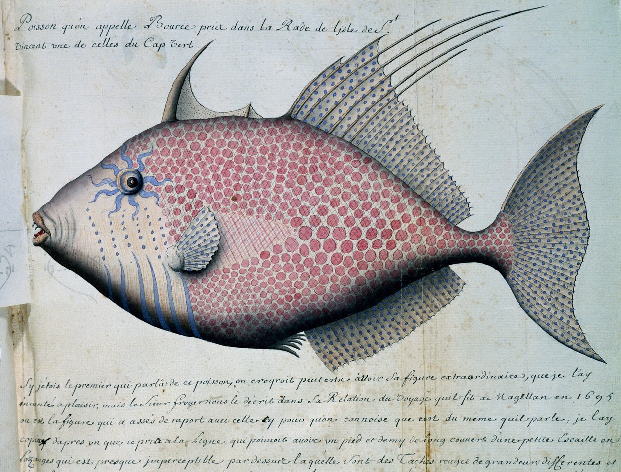 Pez llamado Bource, isla de Sao Vicente, Cabo Verde, acuarela del libro de bitácora de Jacques Gouin de Beauchesne, capitán de la Compagnie royale de la Mer du Sud, de 1698 a 1701, Francia de French School