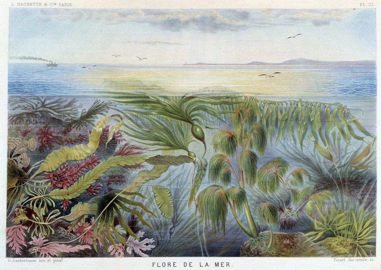 Flora del mar - en "Le Monde de la Mer" de Alfred Fredol, ed. París, Hachette. de French School
