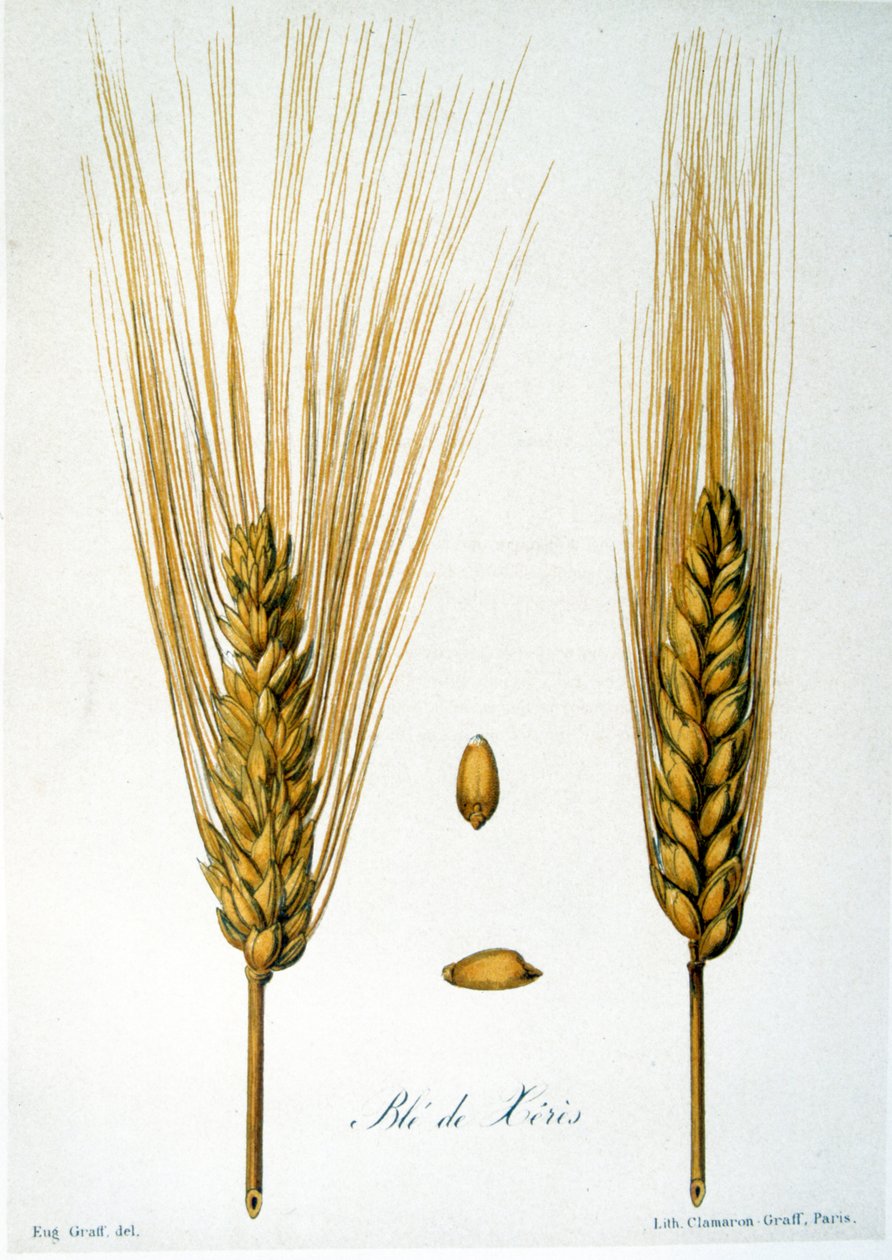 Ilustración francesa del siglo XIX de espigas de maíz de French School