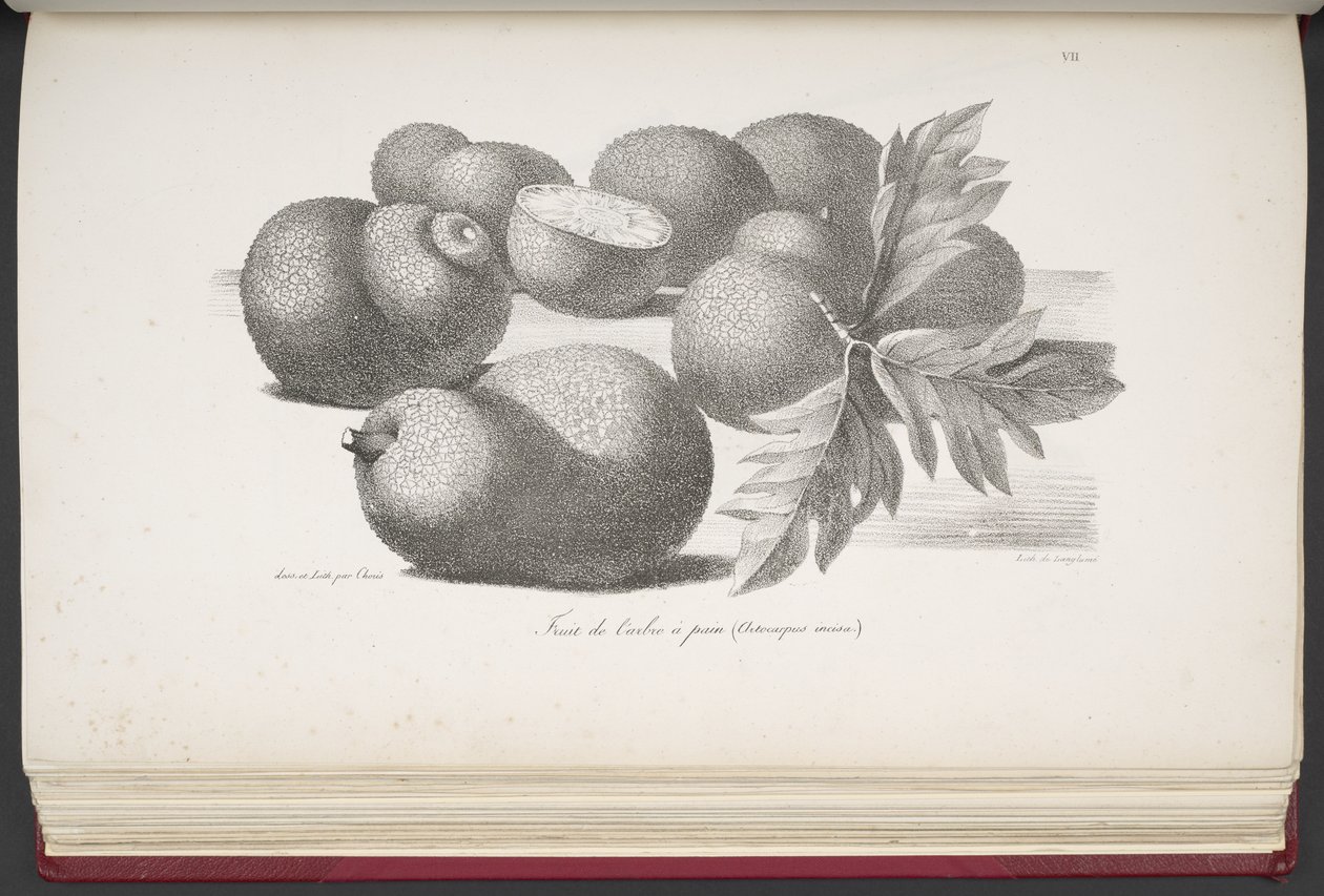 Fruit, de Pintoresco viaje alrededor del mundo, con retratos de salvajes en América, Asia, África y las islas del Gran Océano; paisajes, vistas al mar y varios objetos de historia natural; acompañado de descripciones de M. le b de French School