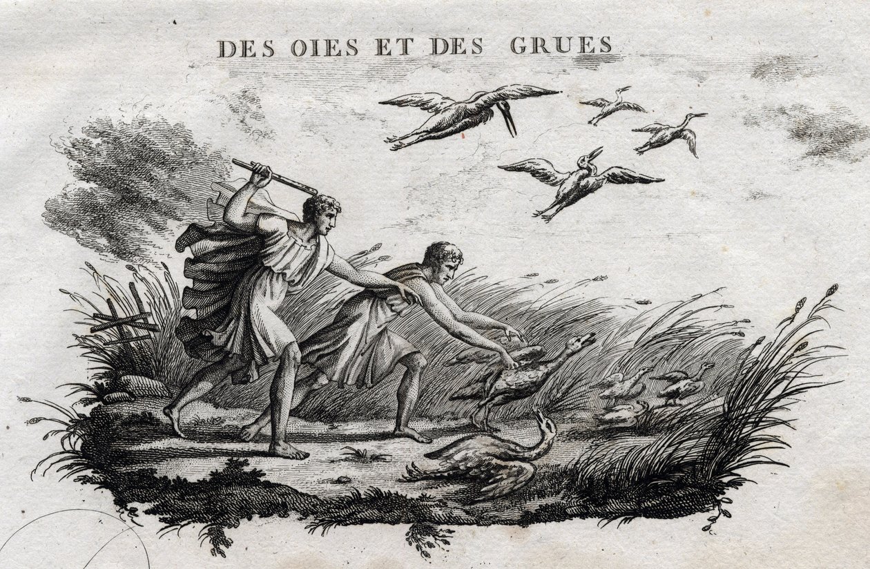 Gansos y grullas - Fábula de Esopo (Escritor griego Esopo, siglo VI a.C.) Escrito por Guillaume Montfort y grabado por Beauble en 1801. de French School