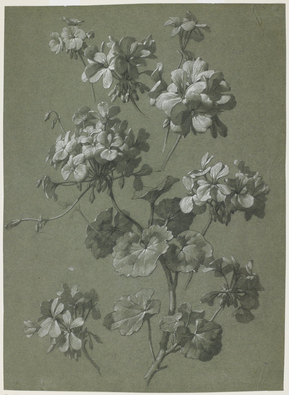 Geranio (Pelargonium sp.) de French School