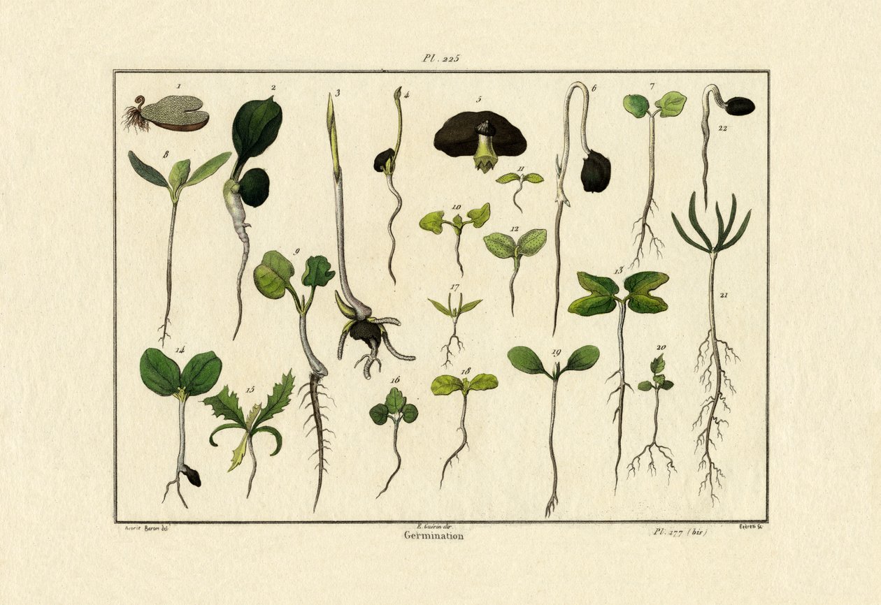 Germinación, 1833-39 de French School