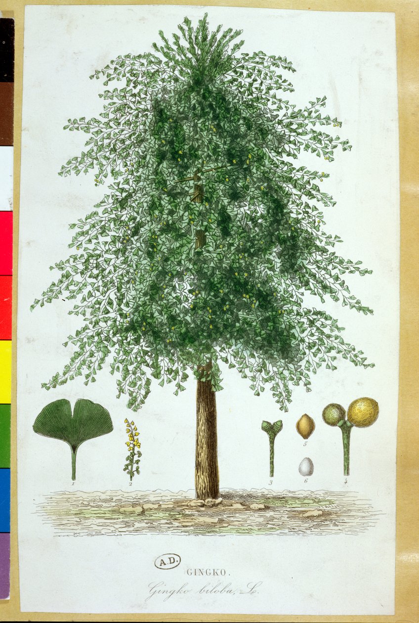 Árbol de Ginkgo biloba de French School