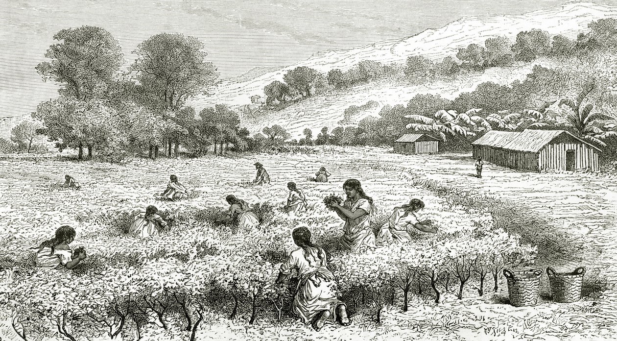 Cosecha de coca, Perú, ilustración de la revista Le Tour du Monde, 1877 de French School