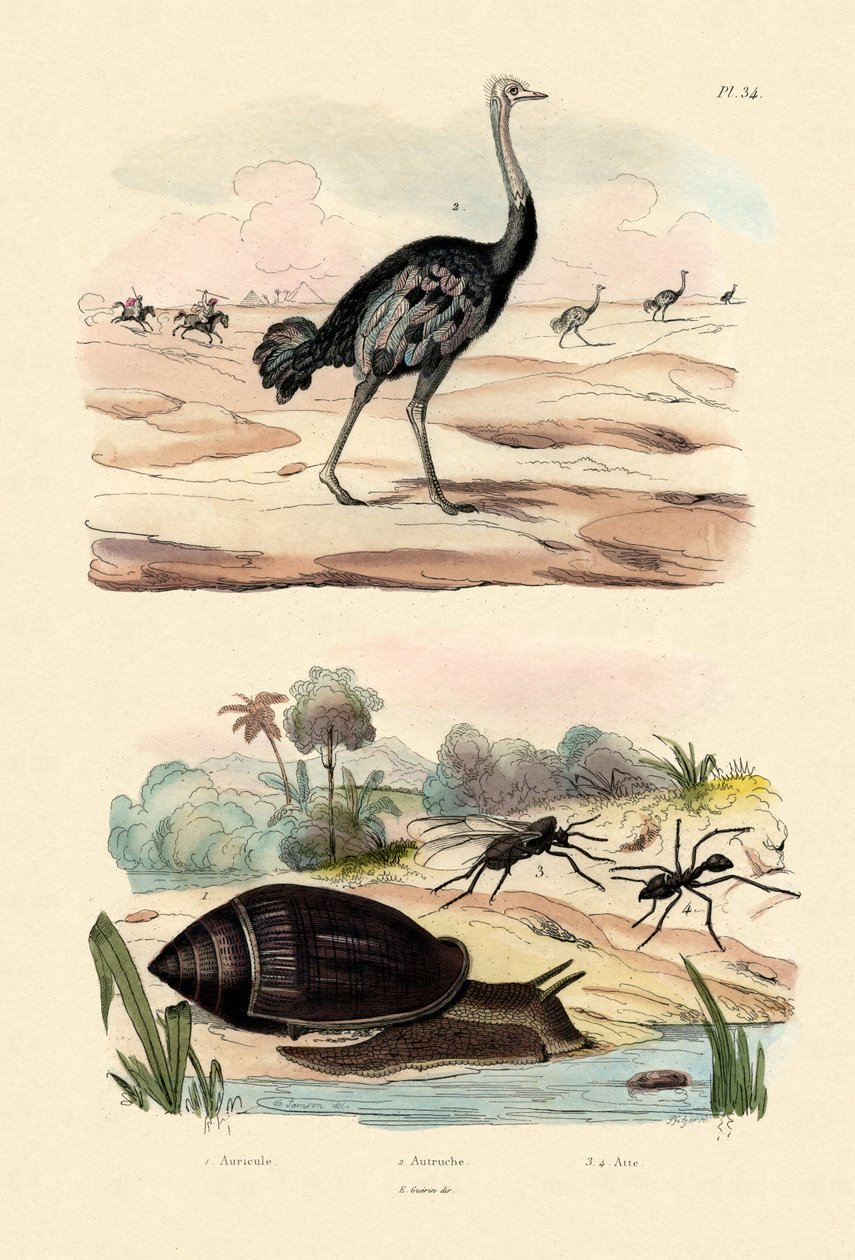 Caracol Heraldo, 1833-39 de French School