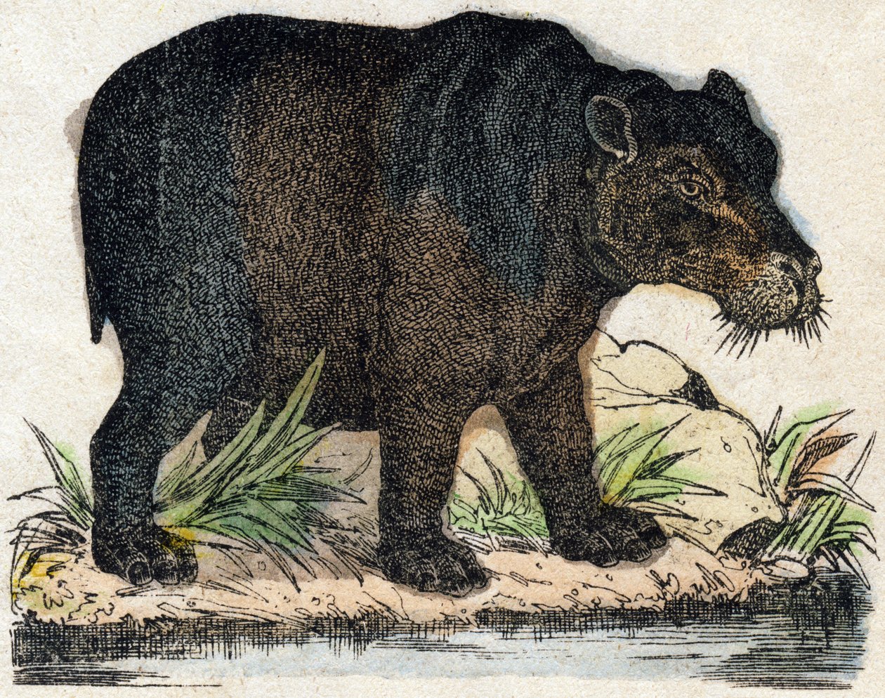 Hipopótamo. Grabado en "Alphabet des animaux sauvages". 9ª Serie. Imaginería de Epinal, Pellerin, impresor-editor, circa 1870. Grabados en madera, estarcidos. 16 páginas. Dim: 20 x 15 cm. Colección privada de French School