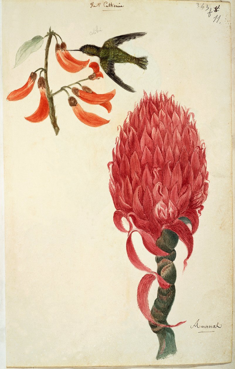 Colibrí (Trochilidae) y piña (Ananas comosus) de French School