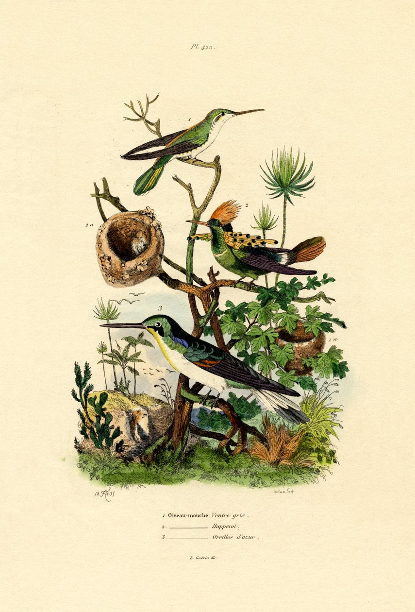 Colibríes de French School