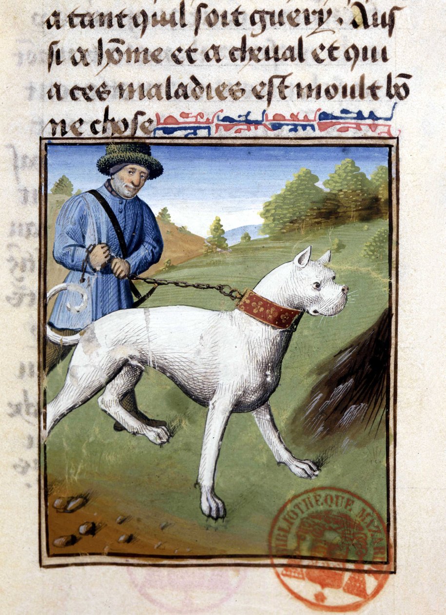 Perro de caza sostenido con una correa - en "Libro de Caza de Gaston Phoebus, Conde de Foix, Señor de Béarn" de French School
