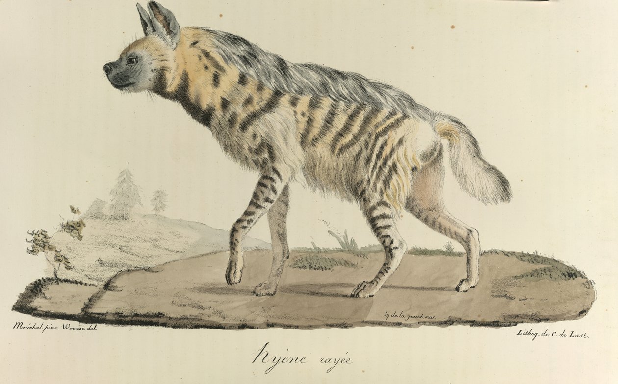 Hiena, una hiena rayada, de Historia natural de los mamíferos (litografia en color) de French School