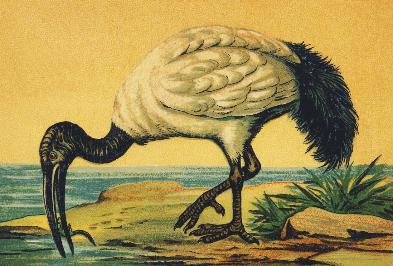 I como Ibis de French School