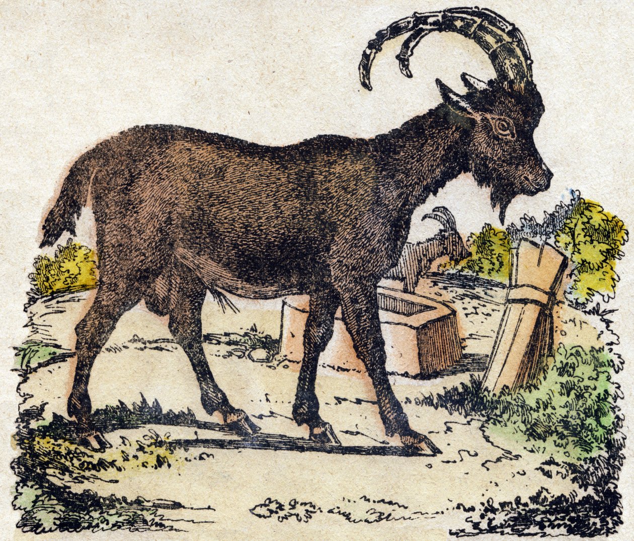 Íbice. Grabado en "Alfabeto de los animales salvajes". 9ª Serie. Imágenes de Epinal, Pellerin, impresor-editor, circa 1870. Grabados en madera, estarcidos. 16 páginas. Colección privada de French School