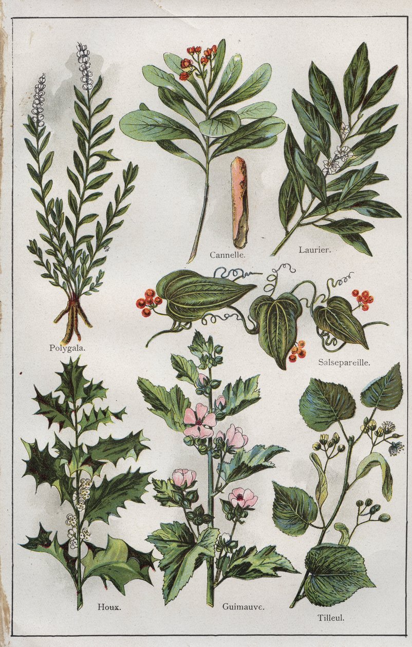 Ilustración de "mon docteur - traite de medecine et d