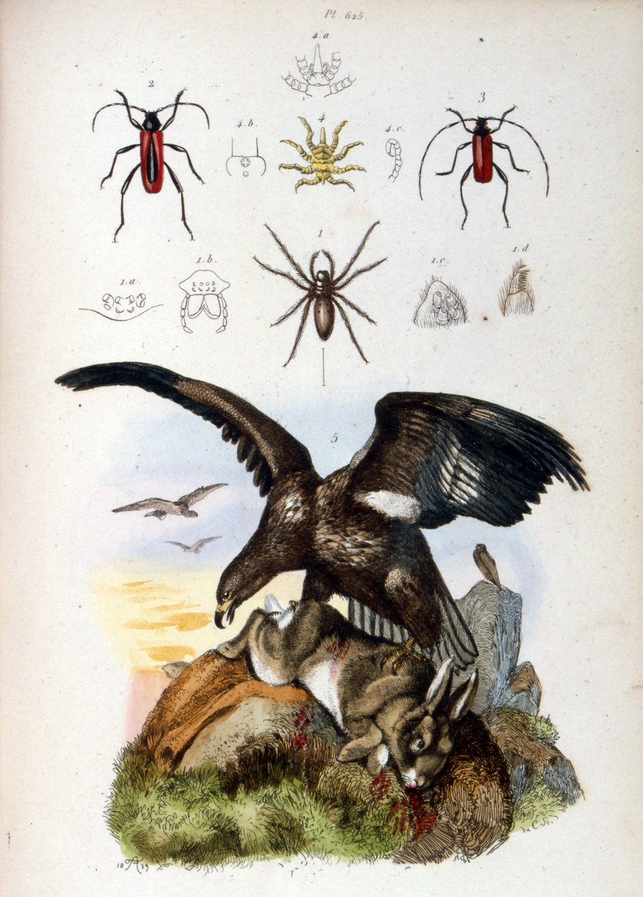 Ilustración de un águila matando a un conejo con arañas mostrada arriba de French School