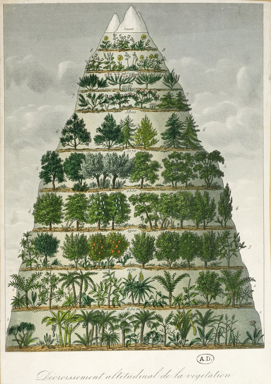 Ilustración de los diferentes tipos de vegetación a diferentes altitudes de French School