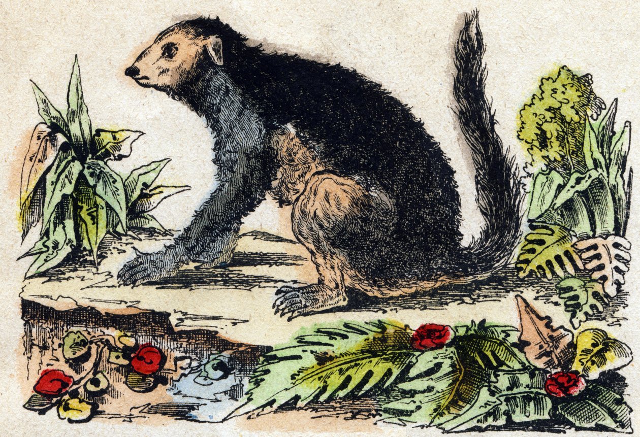 Indri (Lemuriano). Grabado en "Alphabet des animaux sauvages". 9ª Serie. Imaginería de Epinal, Pellerin, impresor-editor, circa 1870. Grabados en madera, estarcidos. 16 páginas. Dim: 20 x 15 cm. Colección privada de French School