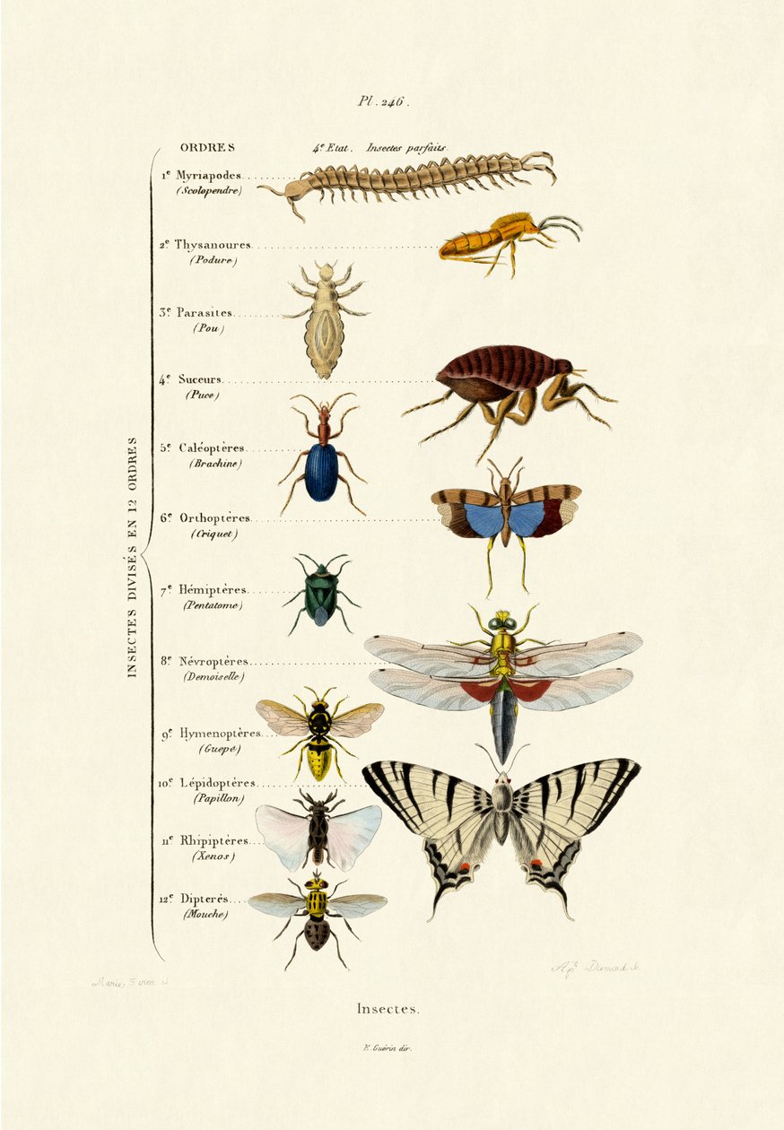 Insectos, 1833-39 de French School