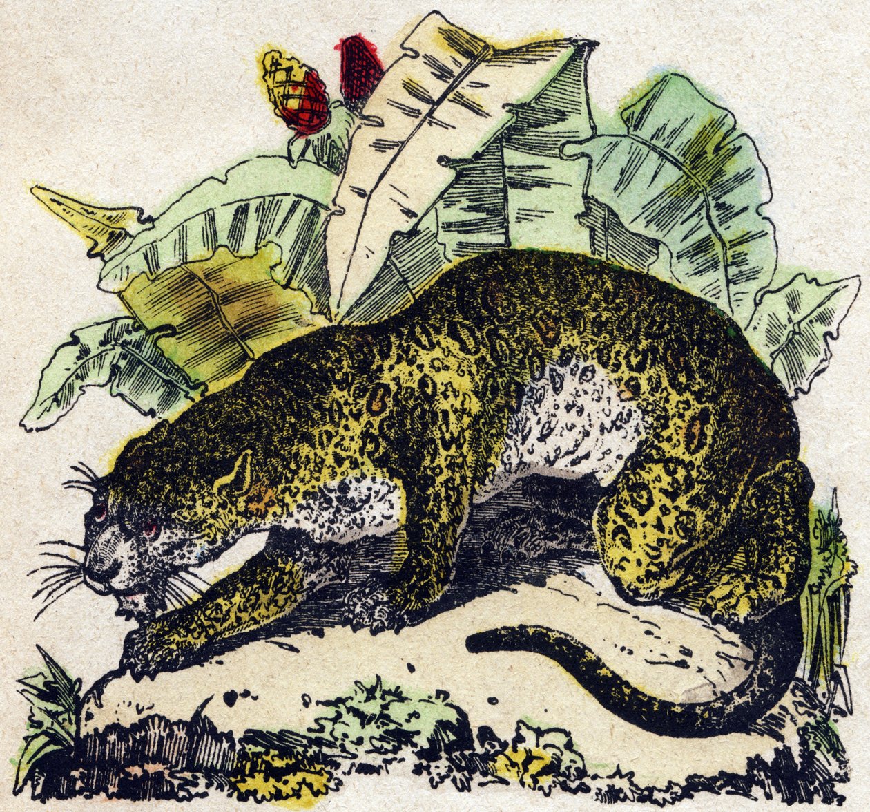 Jaguar. Grabado en "Alfabeto de los animales salvajes". 9ª Serie. Imágenes de Epinal, Pellerin, impresor-editor, circa 1870. Grabados en madera, estarcidos. 16 páginas. Dim: 20 x 15 cm. Colección privada de French School