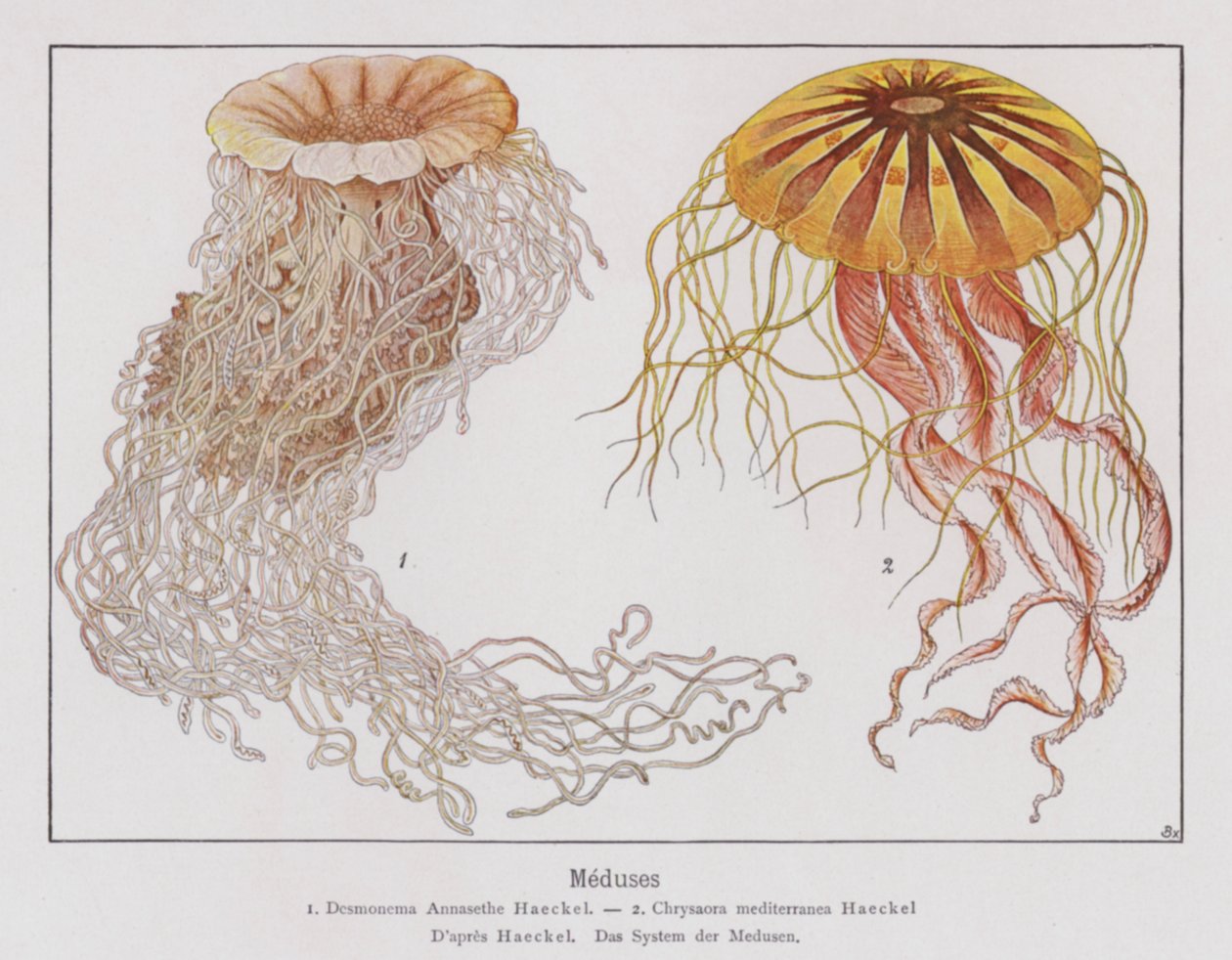 Medusas (litografía en color) de French School