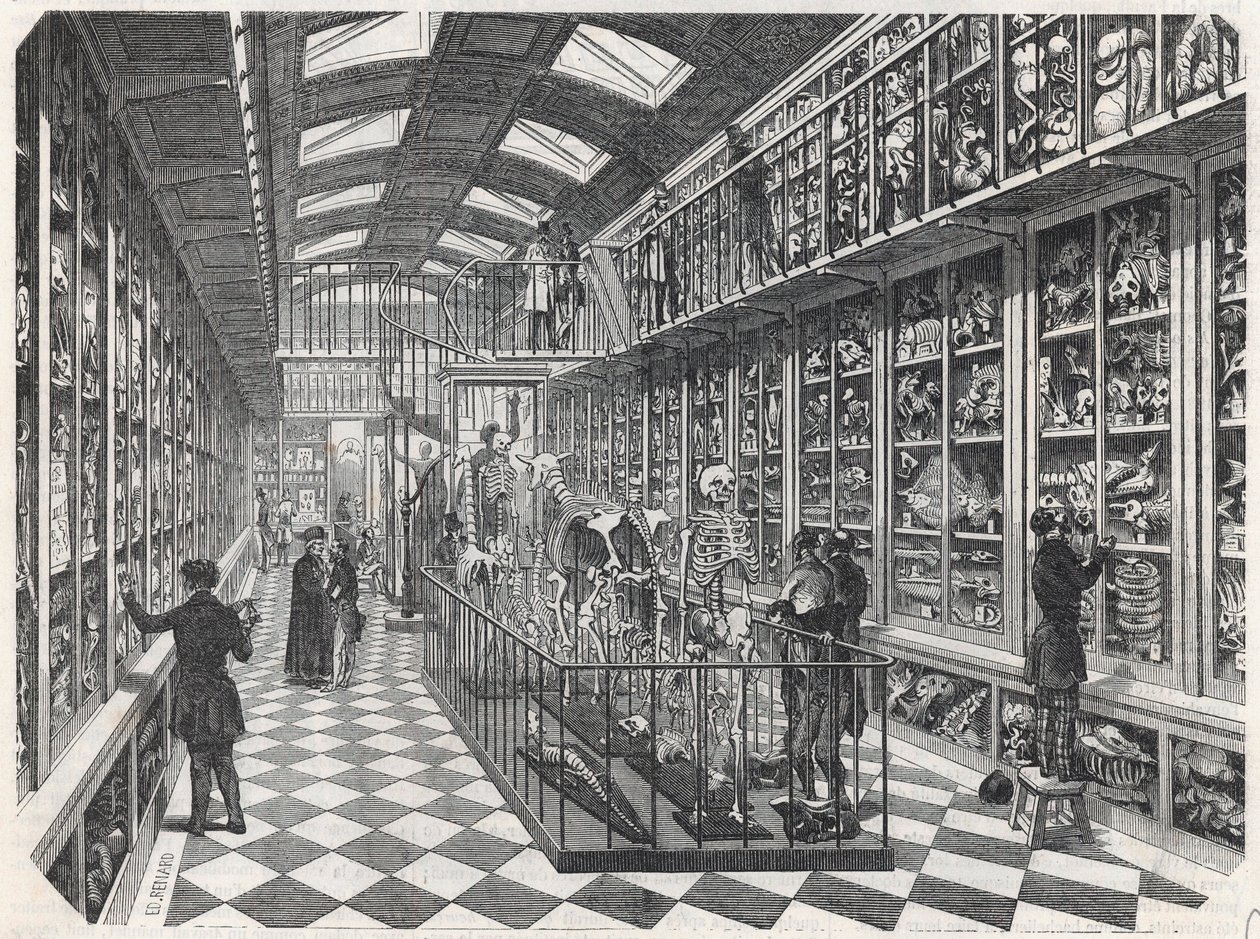 La Escuela de Medicina de París - la galería de anatomía comparada - Grabado en "Tableau-de-Paris" por Edmond Texier 1852 de French School