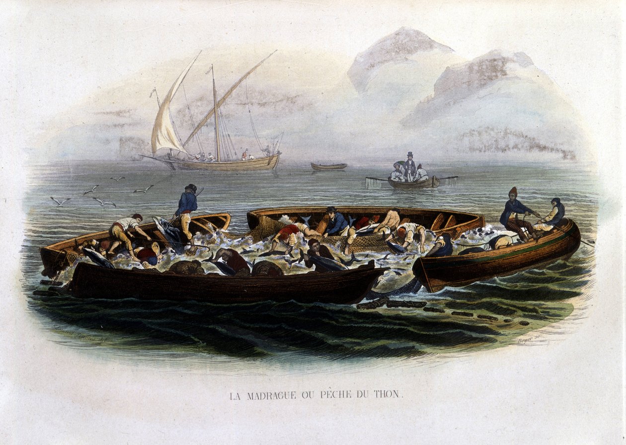 La madrague o pesca de atún - en "Histoire naturelle de Lacépède" de French School
