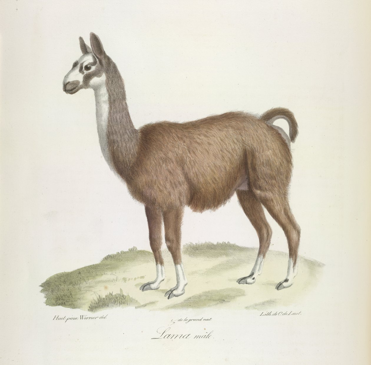 Llama macho, de Historia natural de los mamíferos (litografia en color) de French School