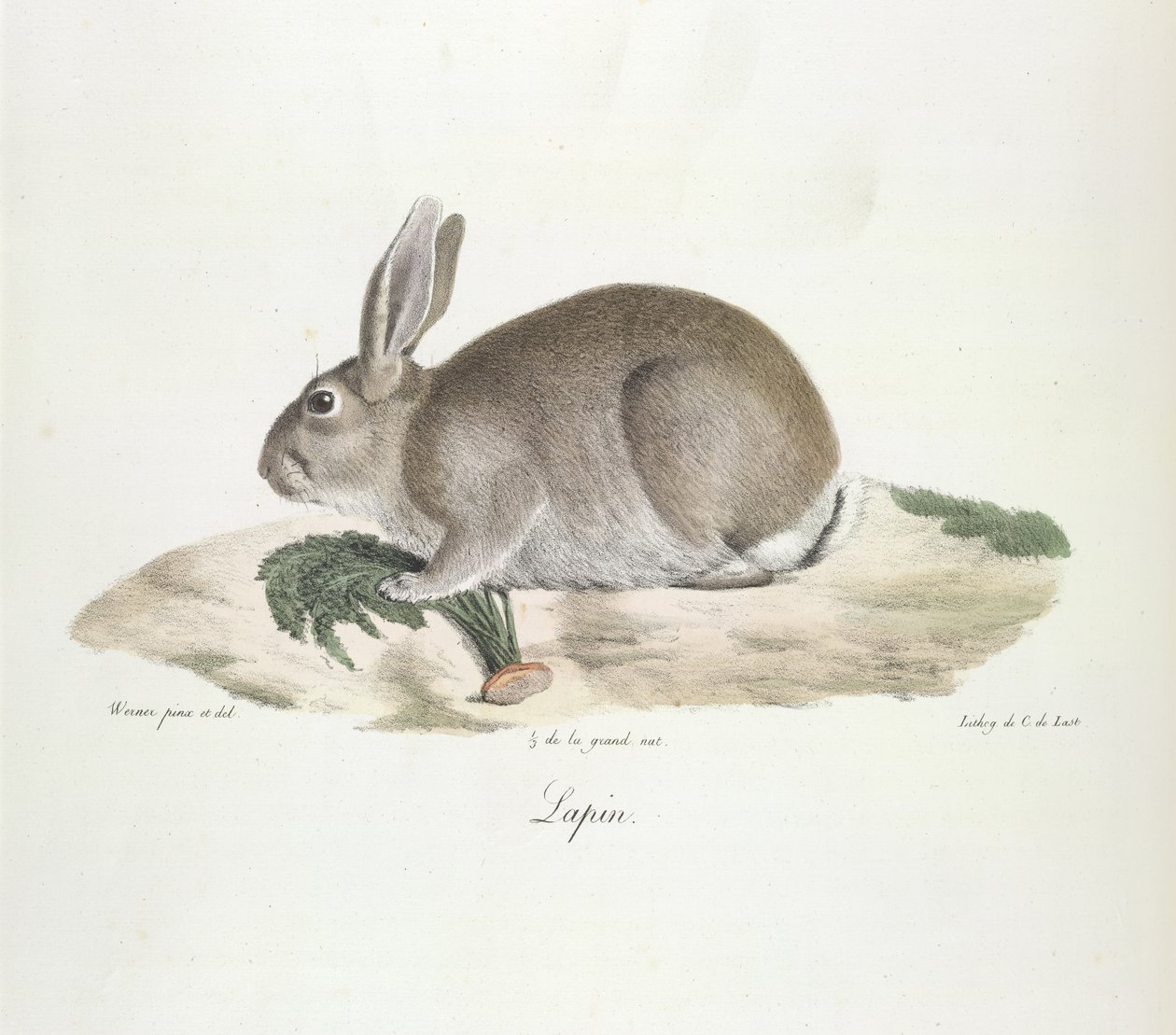 Conejo, conejo, de la historia natural de los mamíferos (litografia en color) de French School