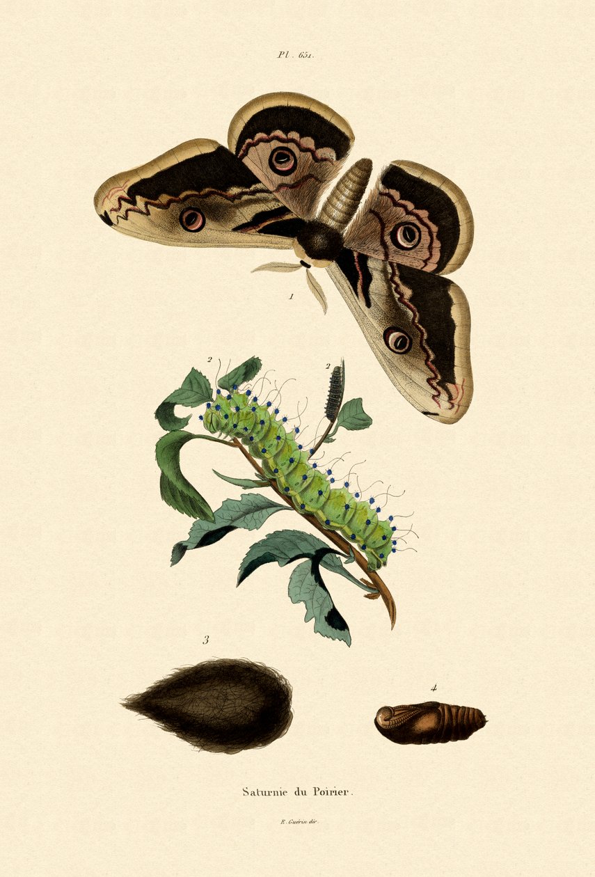 Polilla emperador grande de French School