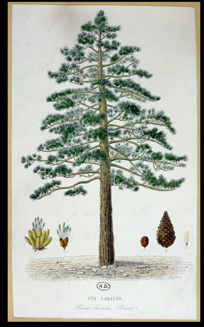 Árbol de pino laricio de French School