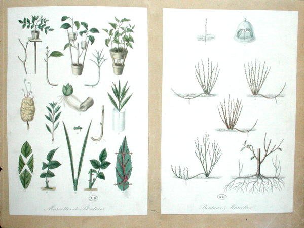 Capas y cortes de French School