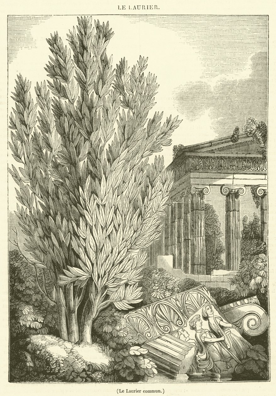 Laurel común (grabado) de French School
