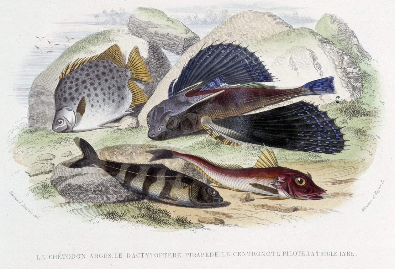 Le chétodon argus, le tyloptera pirapède, la centronote pilote, la trigle lyre - en “Histoire Naturelle” de Lacépède, ed. Furne, París de French School