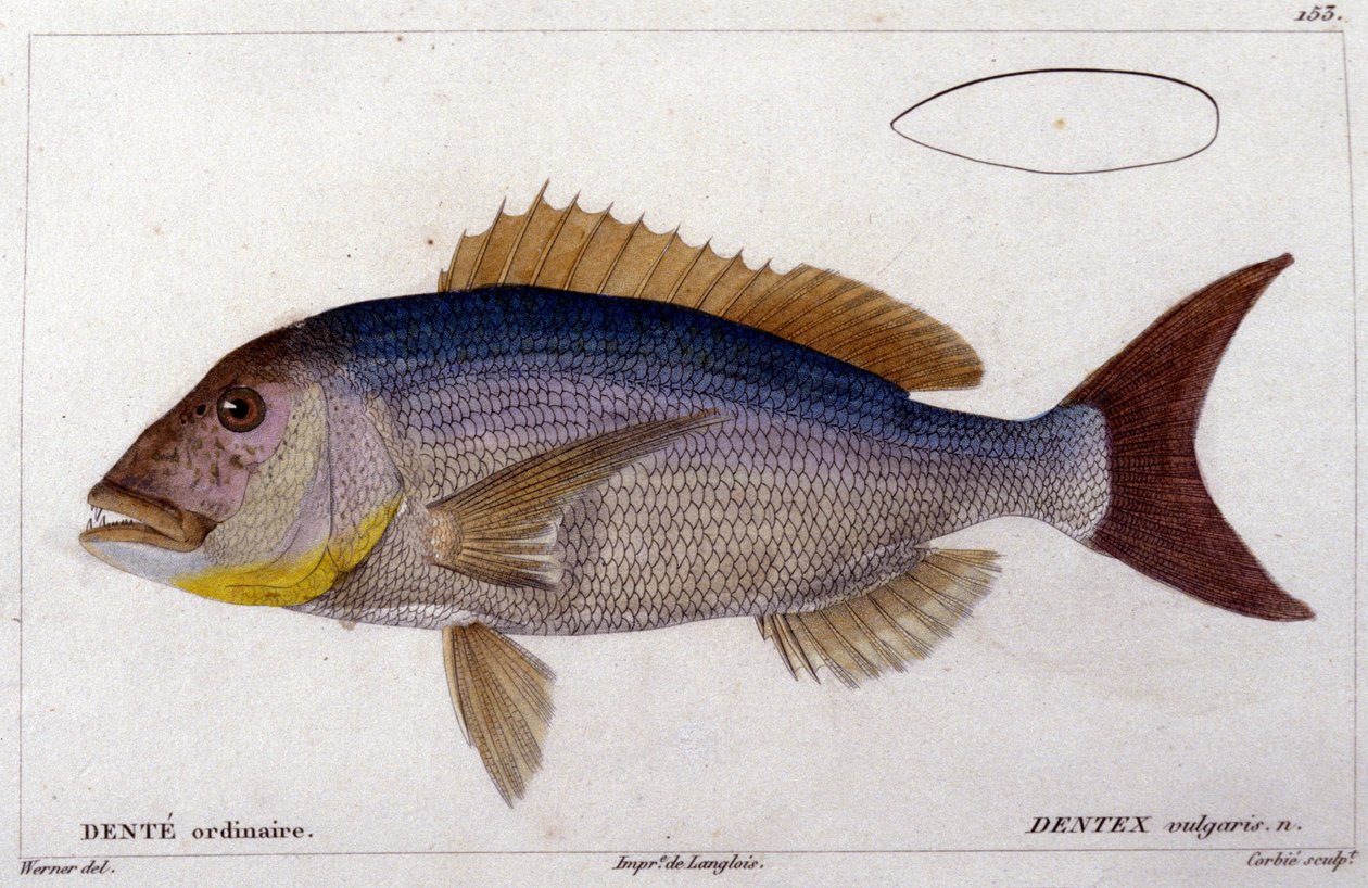 Dentex de "Histoire naturelle des poissons" de Cuvier, Valenciennes, París de French School