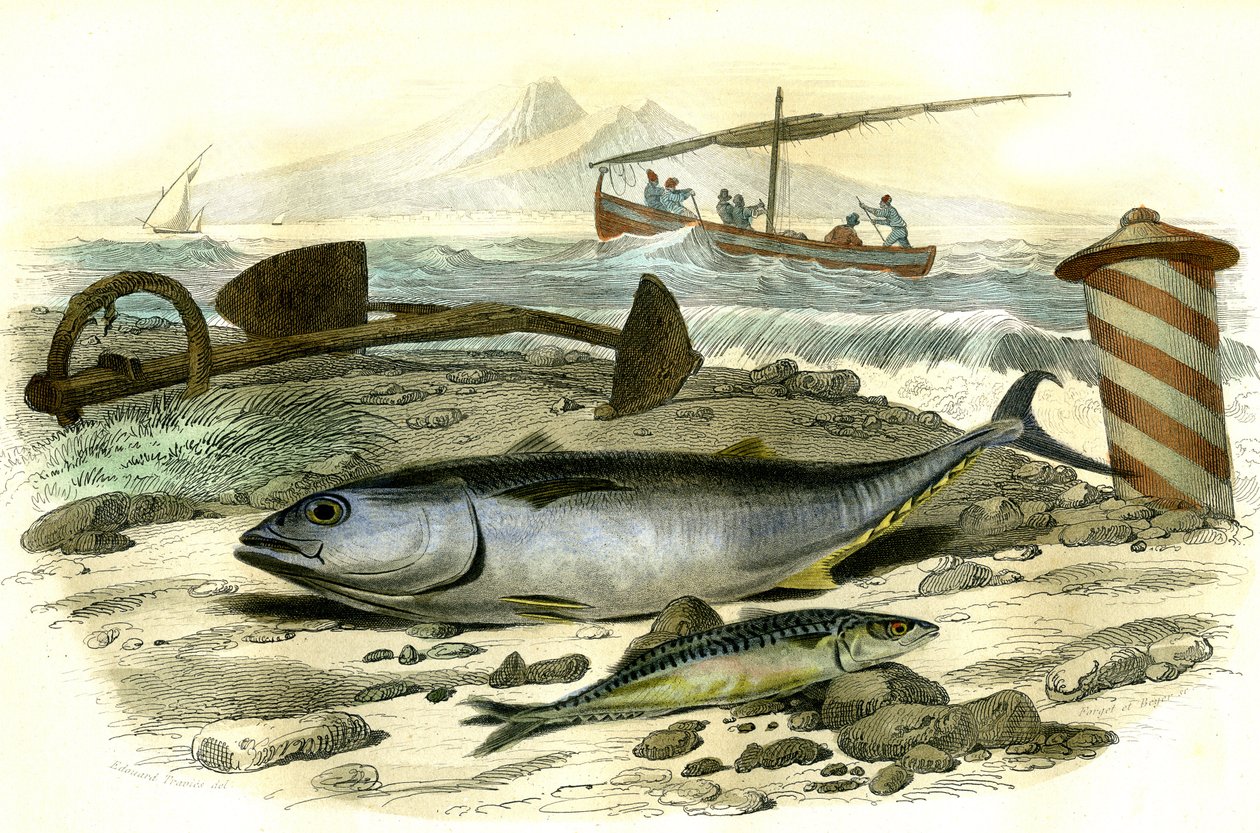 Le thon (Scomber Thynnus), le mackereau (Scomber Scombrus) - Lámina extraída de la Histoire Naturelle de Bernard Germain de Lacepede (1856-1925), edición P.Furme, París. de French School
