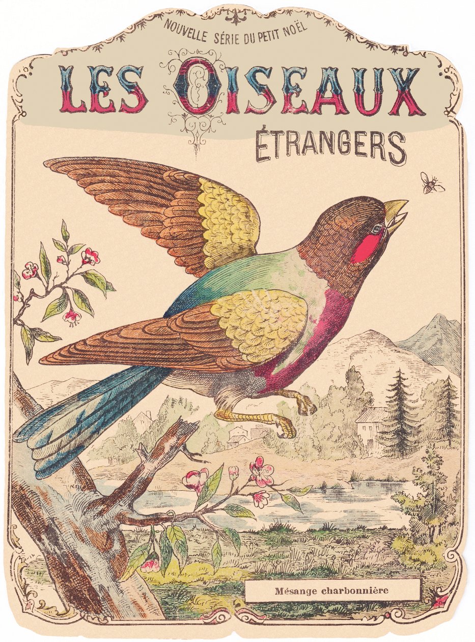 Les Oiseaux Étrangers: portada del álbum. Charbonnière mesange. finales del siglo XIX (grabado) de French School