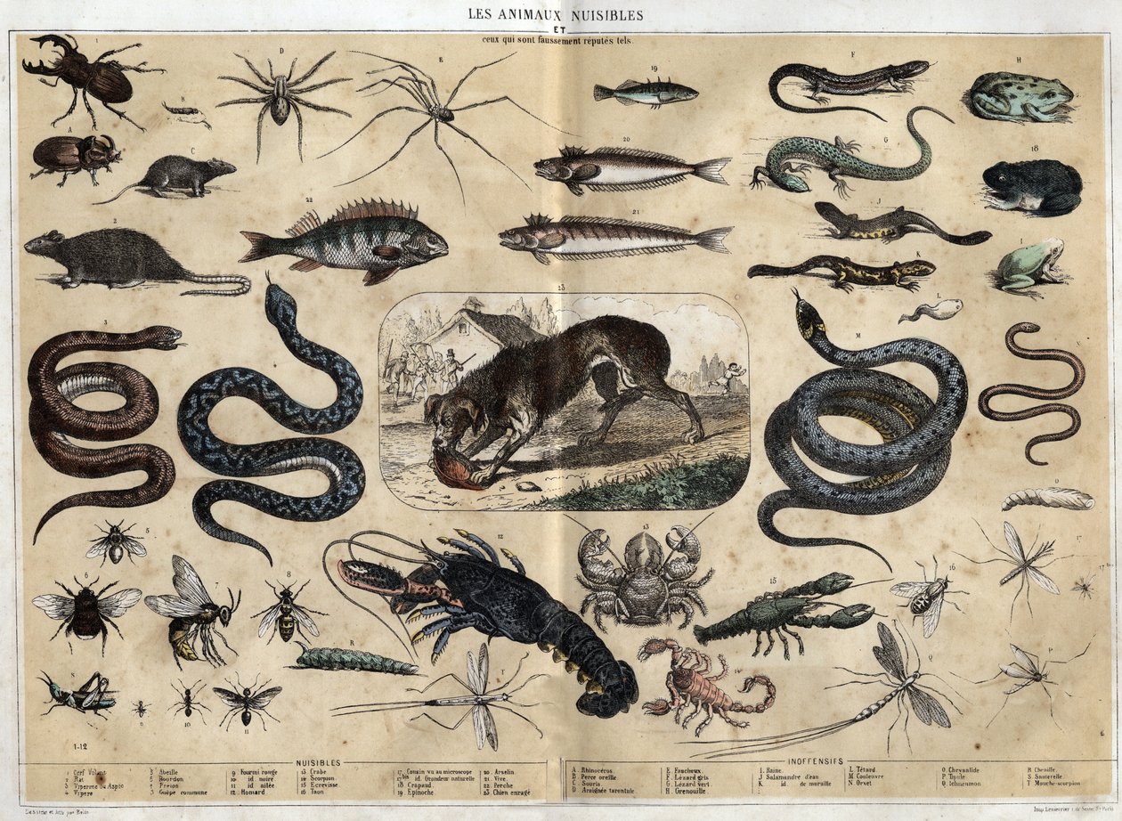 Les animaux nuisibles. Grabado de 1860 en “les Recreations instructives” Pintura sinóptica de Jules DELBRUCK. Colección privada. de French School