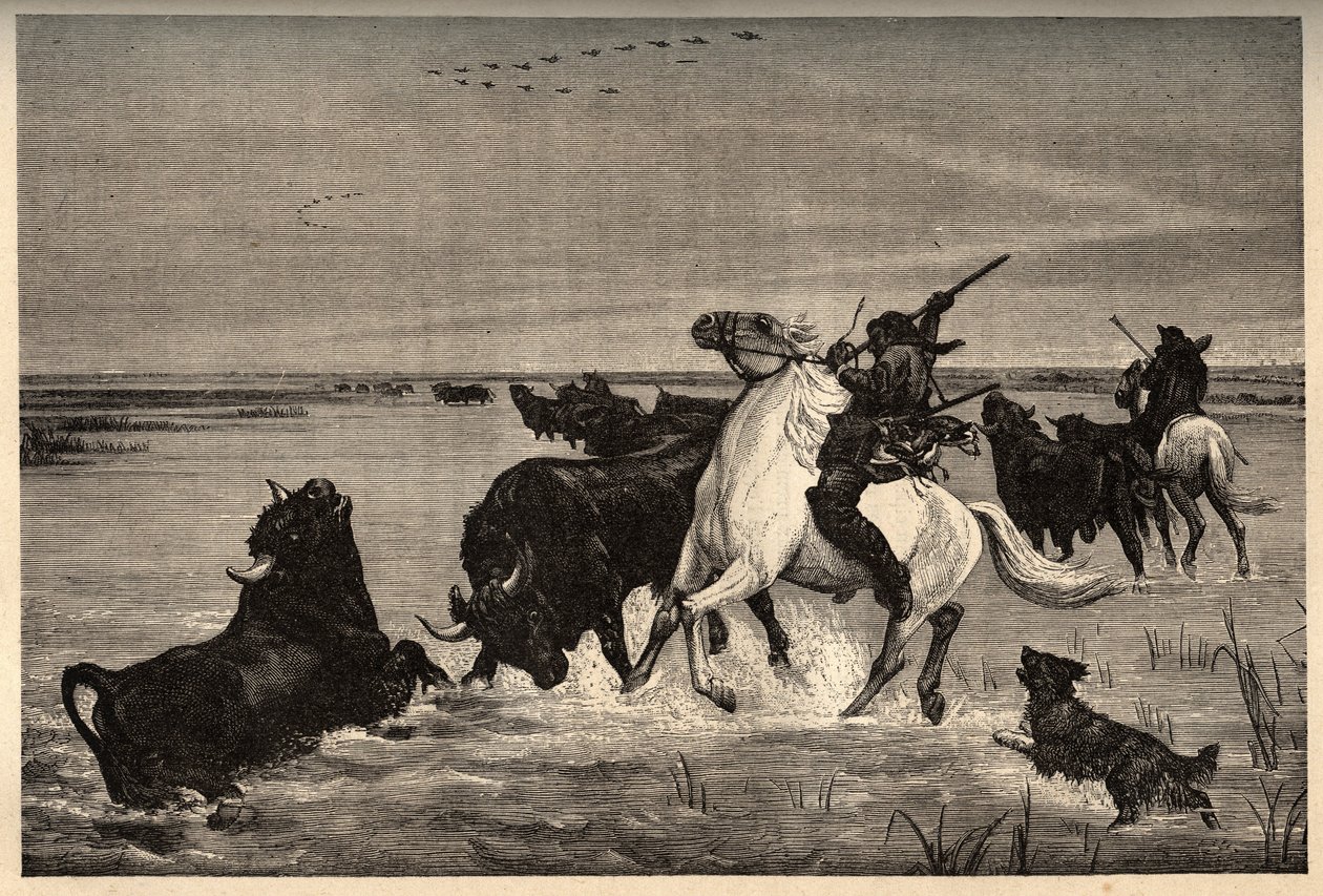 Les oxes (raza bovina) de la Camarga según la pintura de Vayson - grabado en “PATRIE” - DESCRIPCIÓN PICTÓRICA DE FRANCIA EN 6 VOLÚMENES POR LUCIEN HUARD - finales del siglo XIX de French School